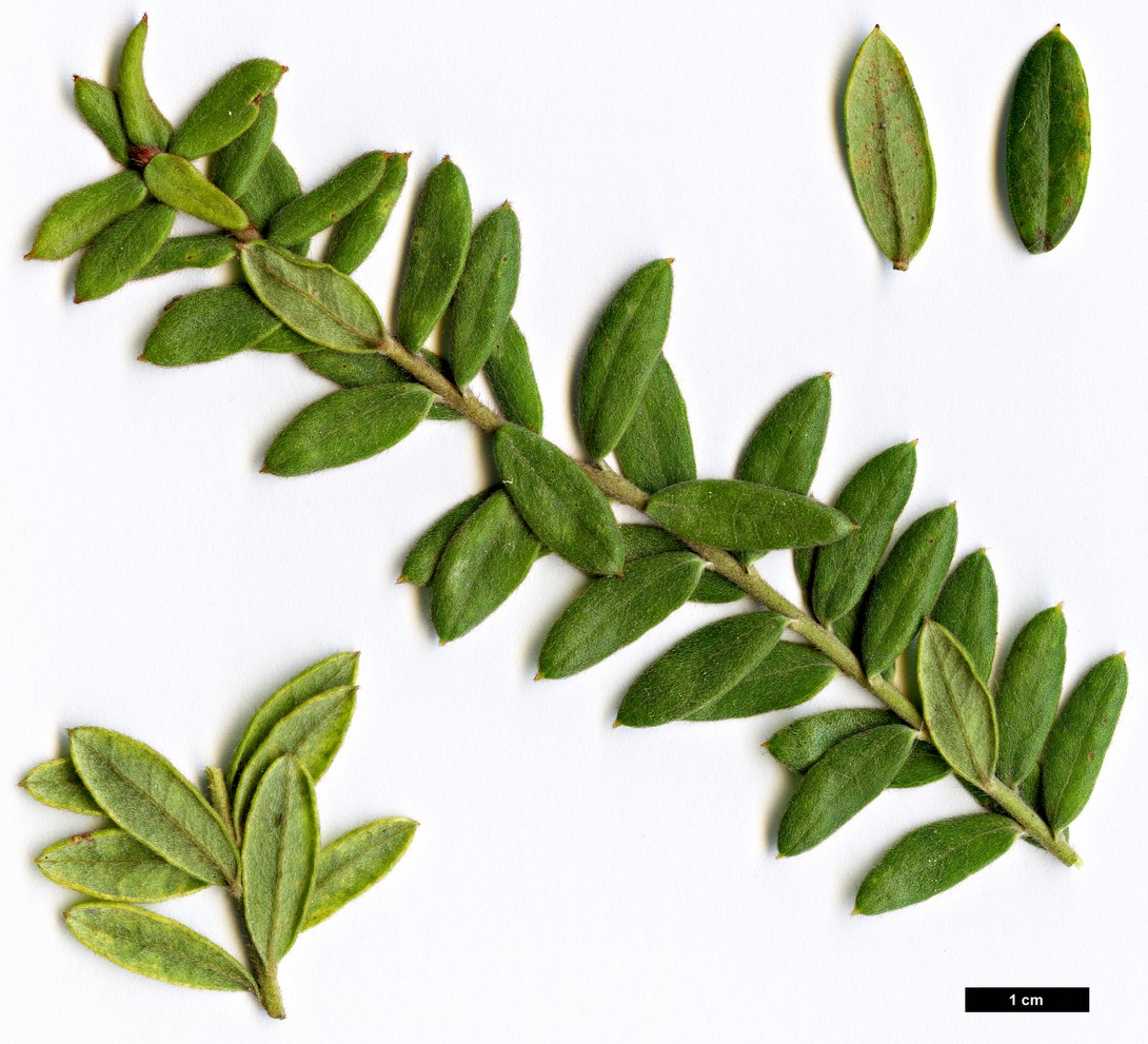 High resolution image: Family: Proteaceae - Genus: Grevillea - Taxon: buxifolia subsp. buxifolia
